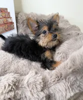 Mya: Female Yorkie Puppy, a female Yorkshire Terrier for sale in Fredericksburg, VA – Photo 7 of 8