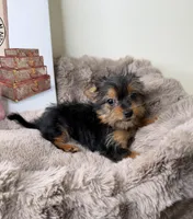 Mya: Female Yorkie Puppy, a female Yorkshire Terrier for sale in Fredericksburg, VA – Photo 8 of 8