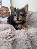 Mya: Female Yorkie Puppy, a female Yorkshire Terrier for sale in Fredericksburg, VA – Photo 4 of 8