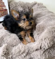 Mya: Female Yorkie Puppy, a female Yorkshire Terrier for sale in Fredericksburg, VA – Photo 6 of 8