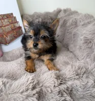 Mya: Female Yorkie Puppy, a female Yorkshire Terrier for sale in Fredericksburg, VA – Photo 3 of 8