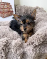 Mya: Female Yorkie Puppy, a female Yorkshire Terrier for sale in Fredericksburg, VA – Photo 5 of 8
