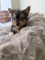 Mya: Female Yorkie Puppy, a female Yorkshire Terrier for sale in Fredericksburg, VA – Photo 2 of 8