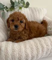 Ruby Jean, a female Cavapoo for sale in Fredericksburg, VA – 3 of 10