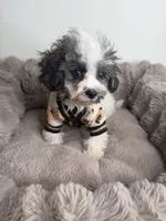 Phillip “Phil” 🐾 | Male Maltipoo, a male Maltipoo for sale in Fredericksburg, VA – 2 of 9