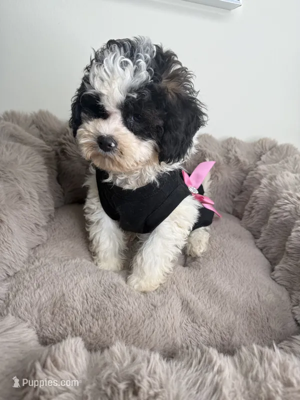 Lillian “Lil” 🌸 | Female Maltipoo – Maltipoo puppy for sale in Fredericksburg, VA