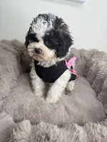 Lillian “Lil” 🌸 | Female Maltipoo, a female Maltipoo for sale in Fredericksburg, VA – 1 of 8