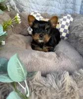 Nico 💙 | Male Toy Yorkie, a male Yorkshire Terrier for sale in Fredericksburg, VA – 5 of 6