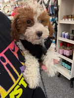 Layla, a female Cockapoo for sale in Fredericksburg, VA – 3 of 6