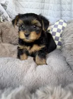Luca 💙 | Male Toy Yorkie, a male Yorkshire Terrier for sale in Fredericksburg, VA – 5 of 5