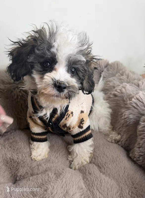 Phillip “Phil” 🐾 | Male Maltipoo – Maltipoo puppy for sale in Fredericksburg, VA