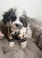 Phillip “Phil” 🐾 | Male Maltipoo, a male Maltipoo for sale in Fredericksburg, VA – 1 of 9