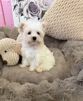 Rosie Lu, a female Morkie for sale in Fredericksburg, VA – 6 of 10