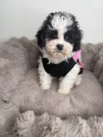 Lillian “Lil” 🌸 | Female Maltipoo, a female Maltipoo for sale in Fredericksburg, VA – 3 of 8