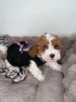 Layla, a female Cockapoo for sale in Fredericksburg, VA – 6 of 6