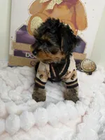 Kensington , a male Yorkipoo for sale in Fredericksburg, VA – 5 of 6
