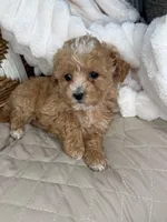 Evie, a female Maltipoo for sale in Fredericksburg, VA – 3 of 5