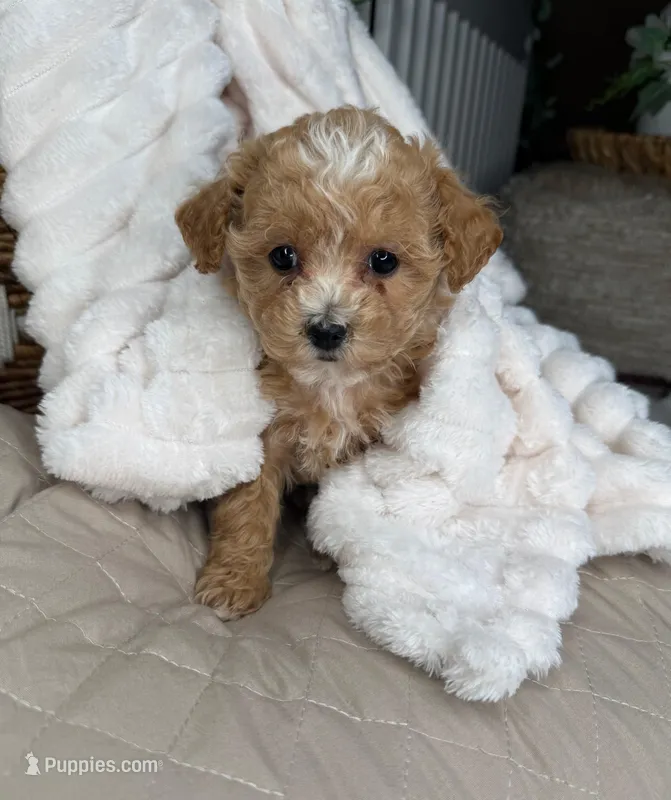 Evie – Maltipoo puppy for sale in Fredericksburg, VA