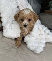 Evie, a female Maltipoo for sale in Fredericksburg, VA – 1 of 5
