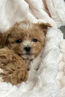 Evie, a female Maltipoo for sale in Fredericksburg, VA – 2 of 5