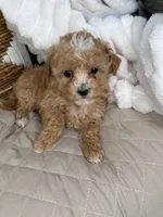 Evie, a female Maltipoo for sale in Fredericksburg, VA – 4 of 5