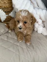 Evie, a female Maltipoo for sale in Fredericksburg, VA – 5 of 5