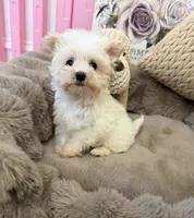 Rosie Lu, a female Morkie for sale in Fredericksburg, VA – 3 of 10