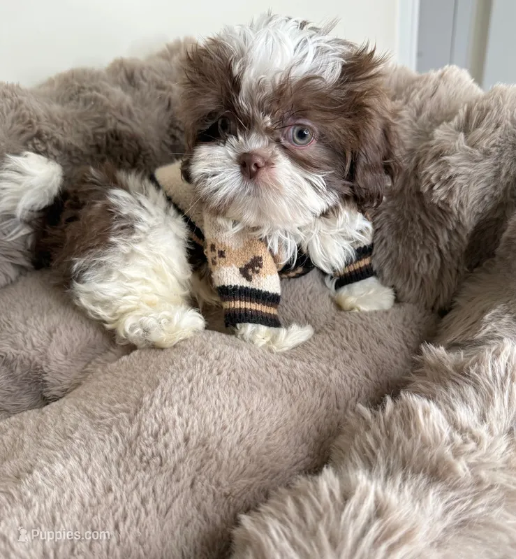 Tucker Lee – Shih Tzu puppy for sale in Fredericksburg, VA