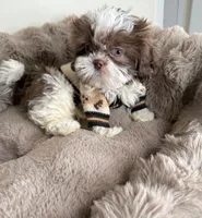 Tucker Lee, a male Shih Tzu for sale in Fredericksburg, VA – 1 of 4
