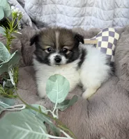 Poppy Rae 🌸 | Female Toy Pomeranian, a female Pomeranian for sale in Fredericksburg, VA – 3 of 5