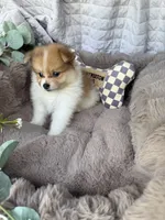 Millie Mae 🩷 | Female Toy Pomeranian, a female Pomeranian for sale in Fredericksburg, VA – 2 of 8