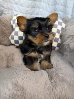 Nico 💙 | Male Toy Yorkie, a male Yorkshire Terrier for sale in Fredericksburg, VA – 6 of 6