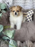 Millie Mae 🩷 | Female Toy Pomeranian, a female Pomeranian for sale in Fredericksburg, VA – 8 of 8