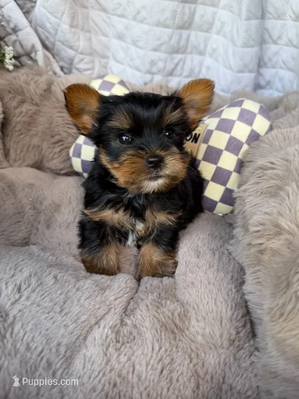 Nico 💙 | Male Toy Yorkie – Yorkshire Terrier puppy for sale in Fredericksburg, VA