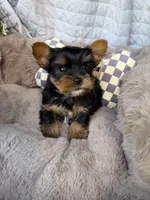 Nico 💙 | Male Toy Yorkie, a male Yorkshire Terrier for sale in Fredericksburg, VA – 1 of 6