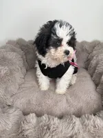 Lillian “Lil” 🌸 | Female Maltipoo, a female Maltipoo for sale in Fredericksburg, VA – 8 of 8
