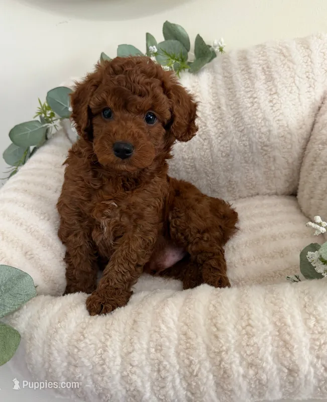 Dallas Walker – Cavapoo puppy for sale in Fredericksburg, VA