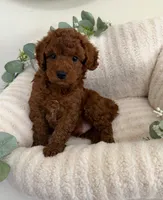 Dallas Walker, a male Cavapoo for sale in Fredericksburg, VA – 1 of 5