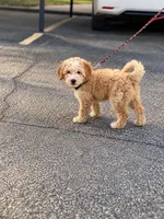 Takito, a male Miniature Goldendoodle for sale in Wichita Falls, TX – 2 of 4
