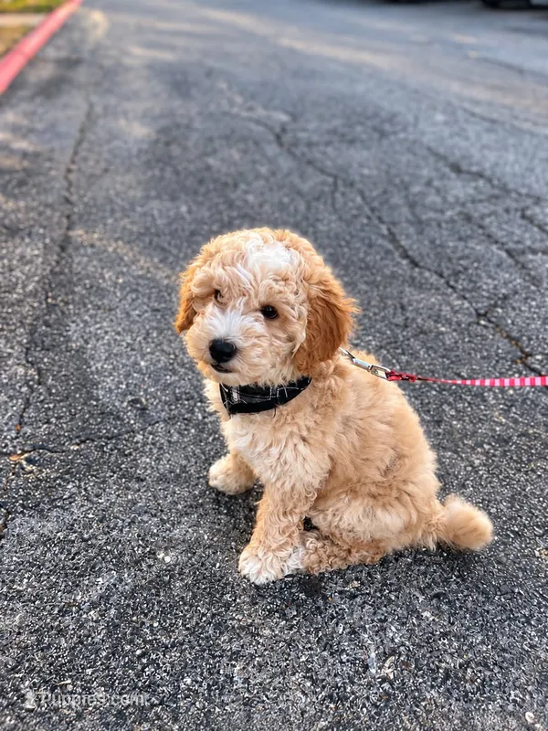 Takito – Miniature Goldendoodle puppy for sale in Wichita Falls, TX