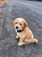 Takito, a male Miniature Goldendoodle for sale in Wichita Falls, TX – 1 of 4