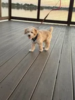 Takito, a male Miniature Goldendoodle for sale in Wichita Falls, TX – 4 of 4