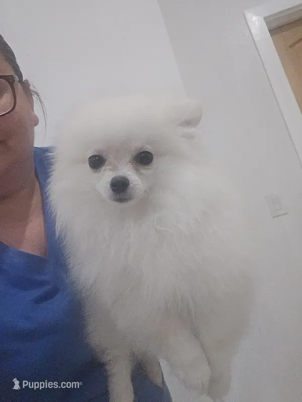 Buddy – Pomeranian puppy for sale in San Antonio, TX