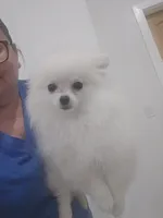Buddy, a male Pomeranian for sale in San Antonio, TX – 1 of 2