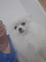 Buddy, a male Pomeranian for sale in San Antonio, TX – 2 of 2