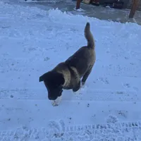 Green collar, a male Akita for sale in Lanesboro, MN – Photo 5 of 8
