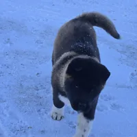 Green collar, a male Akita for sale in Lanesboro, MN – Photo 3 of 8