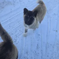 Green collar, a male Akita for sale in Lanesboro, MN – Photo 4 of 8