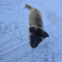 Green collar, a male Akita for sale in Lanesboro, MN – Photo 6 of 8