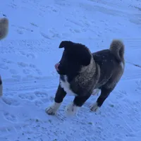 Green collar, a male Akita for sale in Lanesboro, MN – Photo 7 of 8
